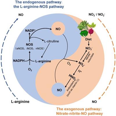 Oral nitrate-reducing bacteria as potential probiotics for blood pressure homeostasis